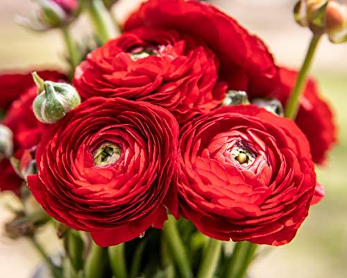 Pink Picasso Pink Picasso - Adult Paint by Numbers Kit 16x20 (Rosie Reds) - DimpzBazaar.com