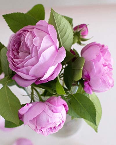 Pink Picasso Pink Picasso Kits Paint by Numbers Kits for Adults, 16x20 (Beautiful Blooms) - DimpzBazaar.com