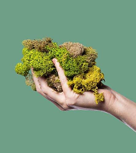 Poo-Pourri Poo-Pourri Before You Go Toilet Spray 100-Use Bottle Two Pack - DimpzBazaar.com