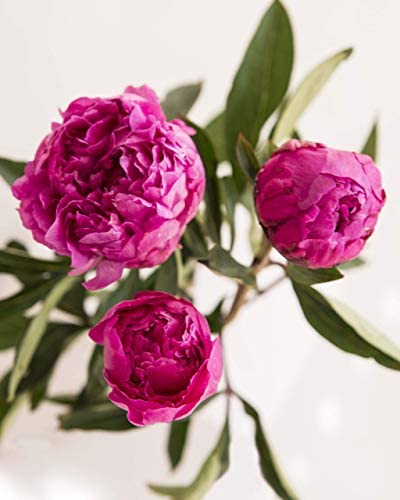 Pink Picasso Pink Picasso - Adult Paint by Numbers Kit 16x20 (Fantastic Fuchsia) - DimpzBazaar.com