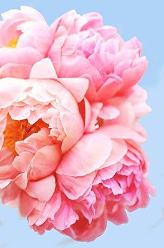 Pink Picasso Pink Picasso Kits Paint by Numbers Kits for Adults, 16x20 (Perfect Petals) - DimpzBazaar.com